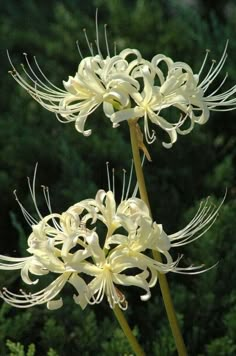 two white flowers in front of some trees