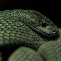 a green snake is curled up in the dark