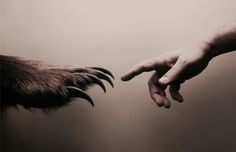 a hand reaching out to a dog's paw with it's claws extended