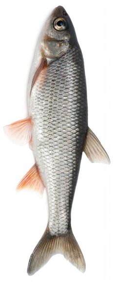 a fish is shown on a white background