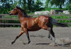 a brown horse galloping in an enclosed area