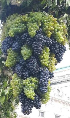 bunches of green and purple grapes hanging from a tree in front of a building