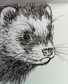 an ink drawing of a ferret