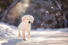 a white puppy running in the snow