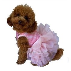 Fufu Tutu Dress - Pink - Posh Puppy Boutique Tutu Dress Pink, Dog Tutu Dress, Stretch Lace Dress, Dog Tutu, Puppy Costume, Pink Tutu Dress, Pink Puppy, Small Dog Clothes, Designer Dog Clothes