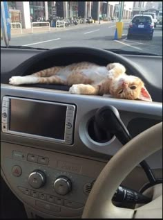 an orange and white cat laying on the dashboard of a car