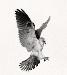 a black and white photo of a bird in flight