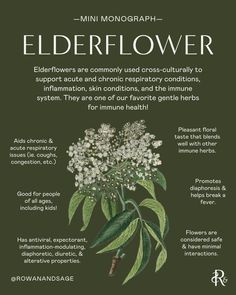 the elderflower info sheet is shown with information about its flowers and their health benefits