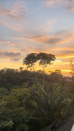 the sun is setting over some trees and bushes