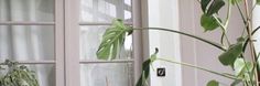 a potted plant sitting on top of a window sill next to two windows