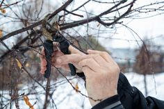 a person holding scissors in their hand near a tree with snow on the ground and bare branches