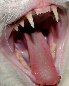 a white cat with its mouth open and it's tongue out showing the teeth