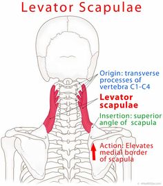 the location of the sacula in the neck and upper back of the neck is shown