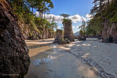 a sandy beach surrounded by tall trees and rocks in the sand with water running through it