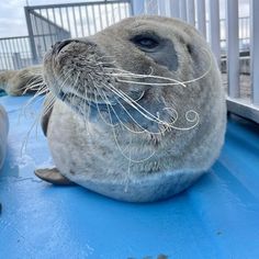 the seal is laying down on the blue floor