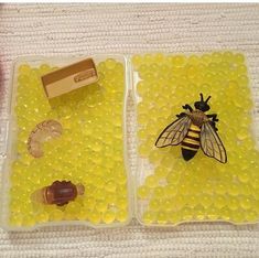 two plastic trays filled with different types of bees