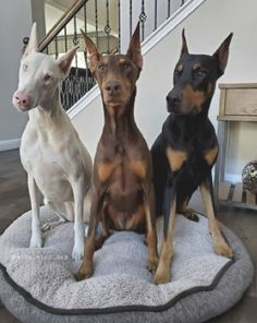 three dogs are sitting on a dog bed