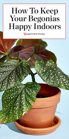 a potted plant with the words how to keep your begonias happy indoors