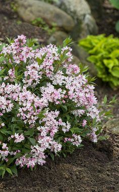 some pink flowers are growing in the dirt