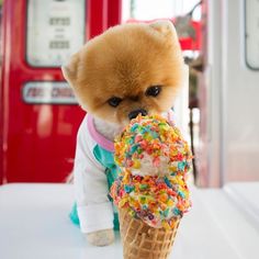 a small dog is eating an ice cream cone with sprinkles on it