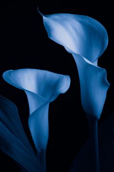 Foto Macro, Calla Lily Flower, Lily Wallpaper, Calla Lily Flowers, Mix Colour, Lily Bulbs, Blue Lily, Flower Bulbs