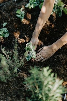 a person is digging in the dirt with their hands on top of some green plants