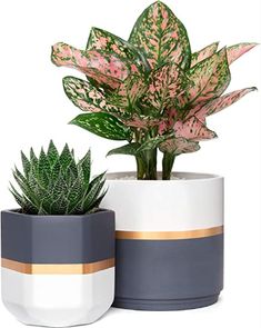 two potted plants sitting next to each other on a white surface with gold stripes