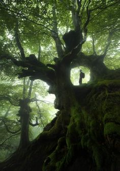 a person standing in the middle of a mossy tree