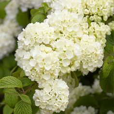 white flowers with green leaves in the foreground