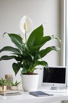 a potted plant sitting on top of a white desk next to a computer monitor