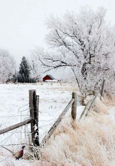 a bird is standing in the snow by a fence and tree with no leaves on it