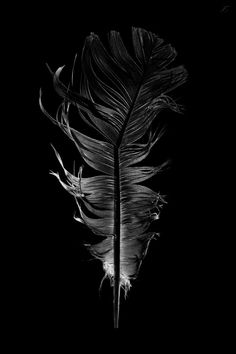 a black and white photo of a feather