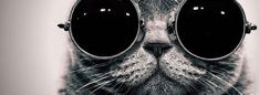 a black and white photo of a cat wearing some big sunglasses on it's face