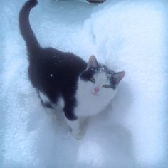 a black and white cat standing in the snow