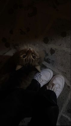 a cat sitting on top of someone's feet with their shoes in the dark