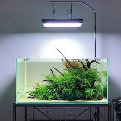 a fish tank with plants in it on a table next to a light and some wires