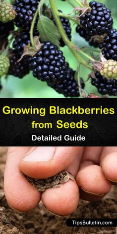 growing blackberries from seeds detailed guide