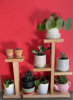 there are many potted plants on the shelves in front of the red wall,