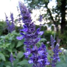 purple flowers are blooming in the garden