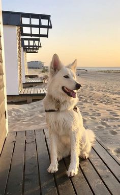 a white dog sitting on top of a wooden deck next to the ocean at sunset