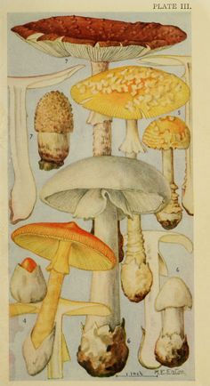 an illustration of various types of mushrooms