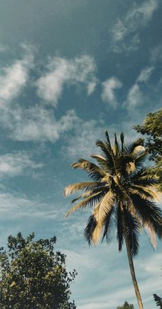 a palm tree in front of a blue sky with white clouds and some green trees