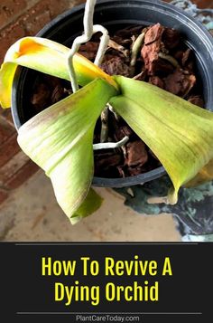 a flower in a pot with text overlay how to revve a dying orchid