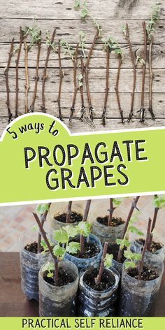 several small pots with plants in them and the words, ways to propagate grapes practical self reliance