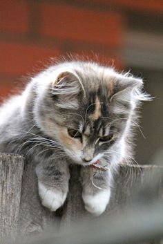 a cat sitting on top of a wooden fence