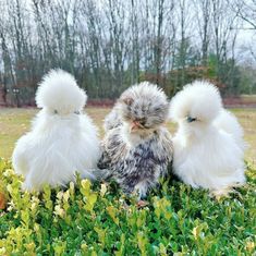 three chickens are sitting in the grass together