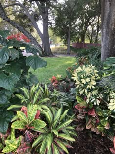 the garden is full of colorful plants and trees