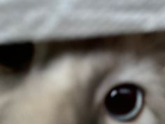 a close up of a cat's eye with a hat on