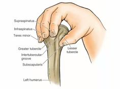 an image of a hand holding the end of a long bone with labels on it