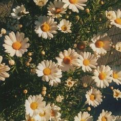 a bunch of daisies are growing in the grass